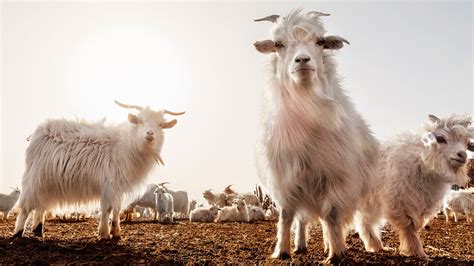 Loro Piana’s Sustainable Cashmere Operation Desert Goat The Times