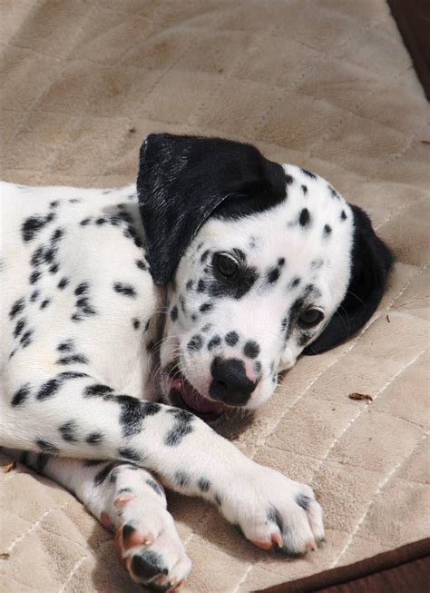 65 Dalmatian Newborn Puppy Photo Bleumoonproductions