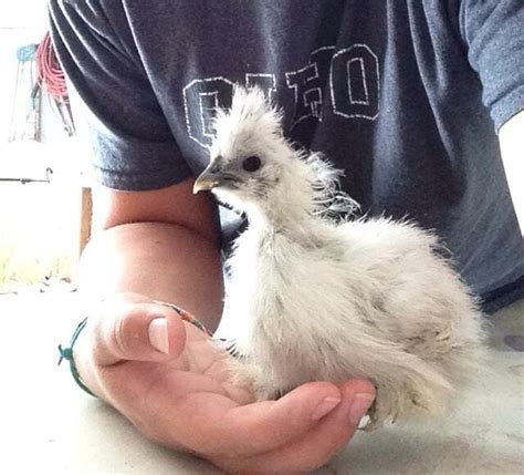 6 Week Old Silkie Sexing Help Backyard Chickens Learn How To Raise Chickens