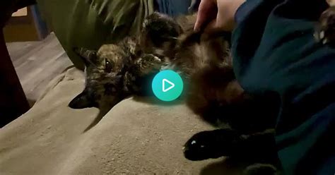 Just Giving A Cat Belly Rubs Album On Imgur