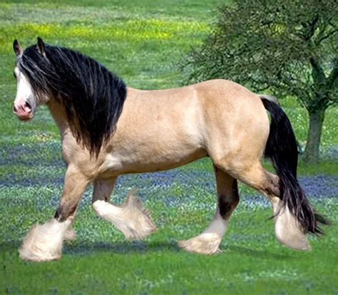 Classified listings of gypsy vanner horses for sale. 911 best Horses - Draft Horses images on Pinterest