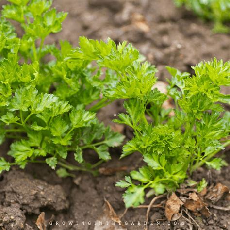 How To Grow Parsley 5 Tips For Growing Parsley Growing In The Garden