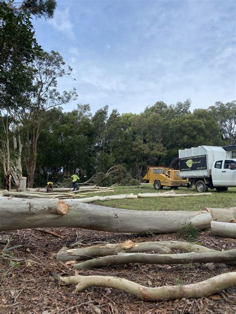 Tree Removal Services Byron Bay Lopping Pruning