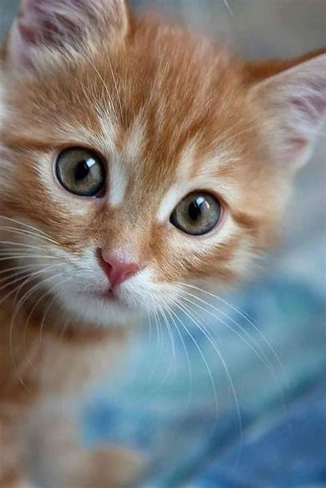 Cute Little Kitten Kittens Photo 40828282 Fanpop
