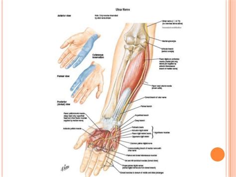 Upper Limb Review Saint James School Of Medicine Md1 Anatomy