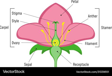 Flower Parts Diagram Plant Structure Biology Vector Image