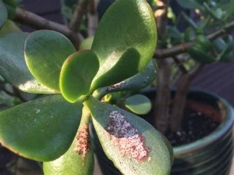 How To Save A Dying Succulent Reasons And Solutions Global