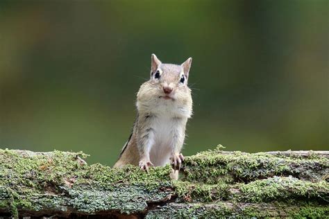 Friendly Little Chipmunk Photograph By Sue Feldberg Pixels