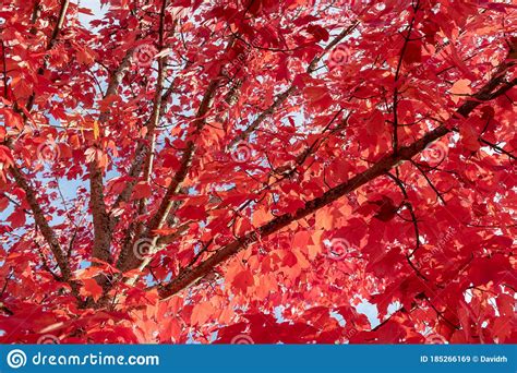 An Explosion Of Bright Red Autumn Leaves Stock Image Image Of Maple