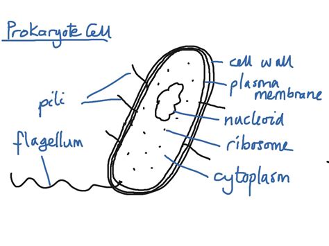 Https://tommynaija.com/draw/how To Draw A Prokaryotic Cell