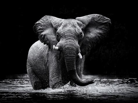 Power 1 Elephant Black And White Photo Print Wall Art By