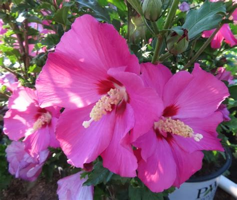 hibiscus rose of sharon paraplu rouge™ riggins nursery llc