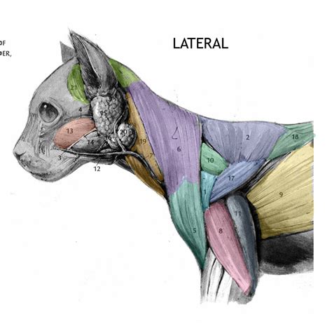 Cat Muscles Lateral Diagram Quizlet