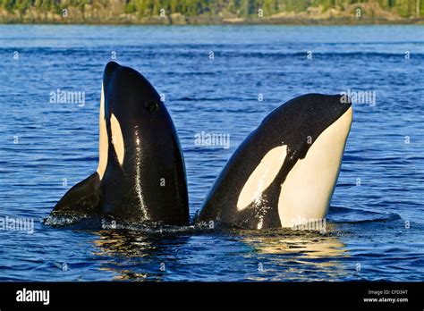 Two Orcas Mother Calf Spyhopping Together See Stock Photo Alamy