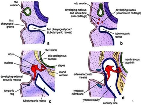 Anatomy Of Eustachian Tube
