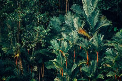 Lush Green Tropical Forest Background Image For Zoom Meeting Jungle