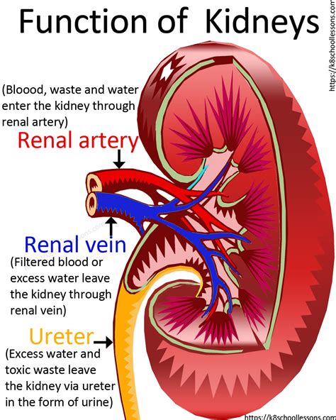 Diagram Diagram Of The Kidney In The Human Body Mydiagramonline