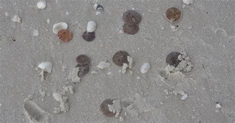 Thousands Of Sand Dollars Found Dead On The Beach In Florida