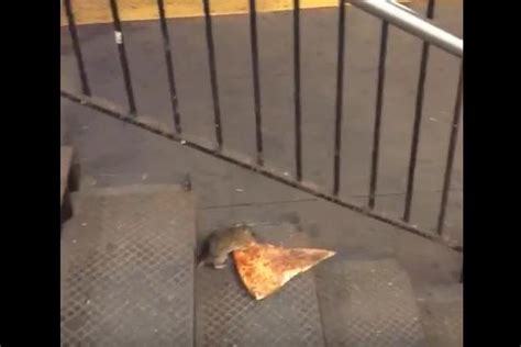 Pizza Rat Attempts To Carry Off Slice In New York