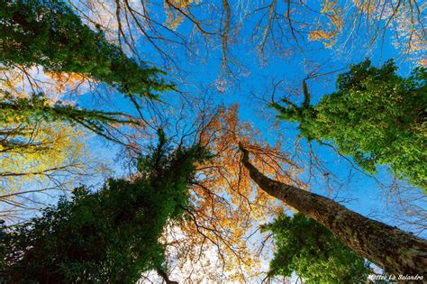 4570488 Worms Eye View Forest Nature Trees Rare Gallery Hd Wallpapers