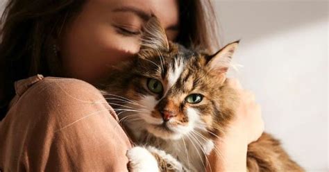 las 10 señales que demuestran que un gato está cuidando a su dueño