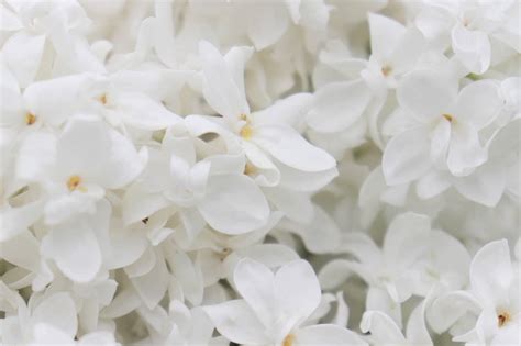Top 22 Most Beautiful White Flowers In The World White Flowering For