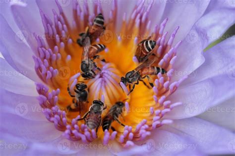 gros plan les abeilles s'entraident pour travailler en récupérant le 