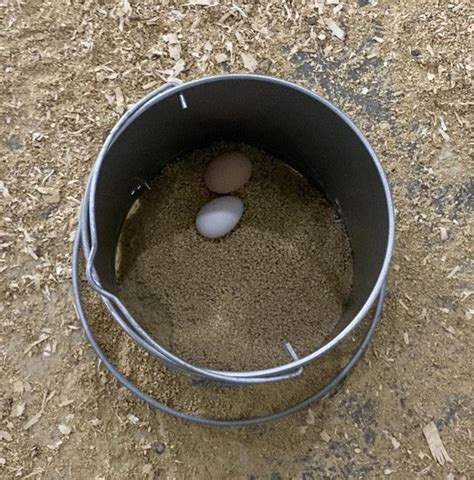 How To Get Hens To Lay In Nest Boxes