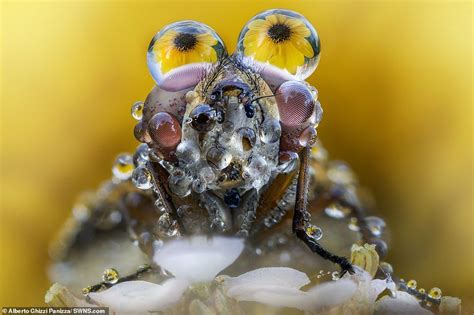 Incredible Close Ups Of A Hornet Bugs And Other Creepy Crawlies