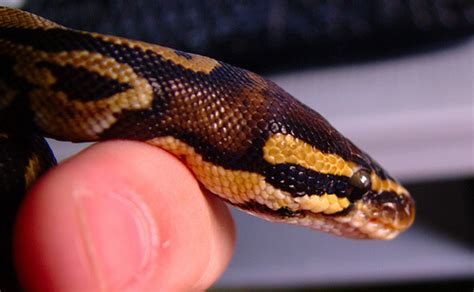 Best Bedding For Ball Pythons Keeping Exotic Pets