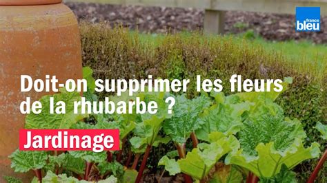 Doit-on supprimer les fleurs de la rhubarbe -