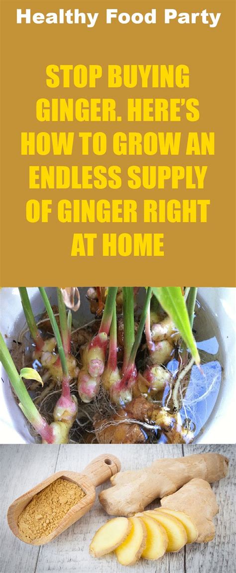 STOP BUYING GINGER HERES HOW TO GROW AN ENDLESS SUPPLY OF GINGER RIGHT AT HOME Health