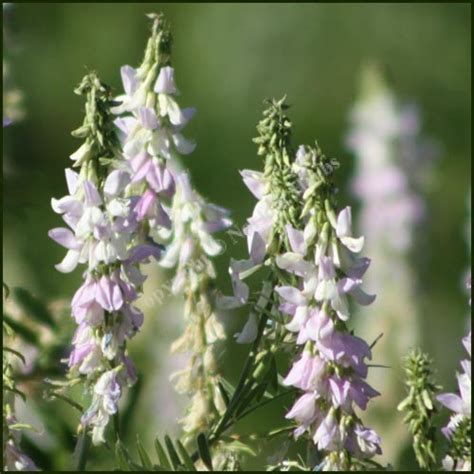 Buy Goats Rue Galega Officinalis From Norfolk Herbs £210