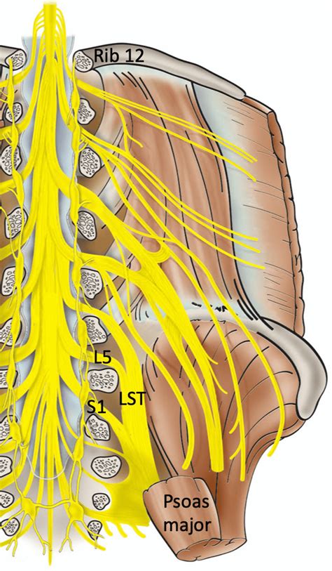 Schematic Drawing Of The L5 Nerve And Its Regional Relationships