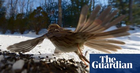 The Week In Wildlife In Pictures Environment The Guardian