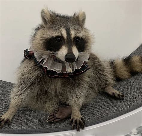 Cute Pet Raccoon Sitting On A Washing Machine