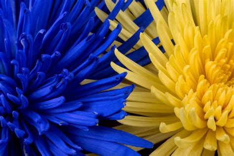 Free Images Flower Yellow Close Up Petal Electric Blue Aster