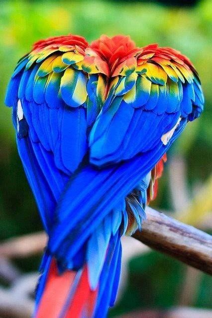 Pin Di Levonda 2 Su Colorful World Uccelli Multicolore Animali Belli