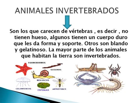 Los Animales Invertebrados