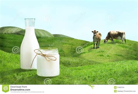 Bottle Of Milk And Cows On Green Field Stock Photo Image Of Cattle