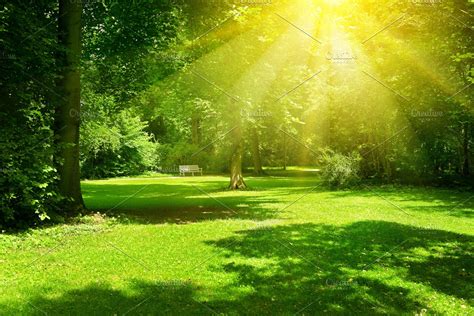 Bright Sunny Day In Park High Quality Nature Stock Photos ~ Creative