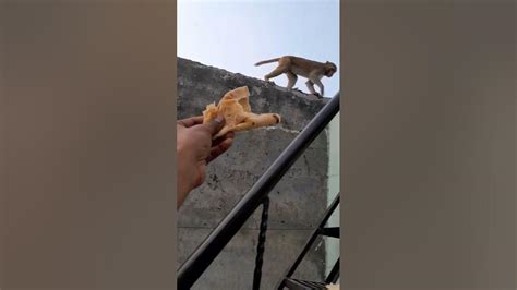बंदर Roti Kaha Raha Hai Mere Hant Ki 🦧🫀 Youtube