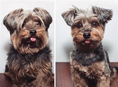 Check spelling or type a new query. 10+ Dogs Before And After Their Haircuts (Add Yours ...