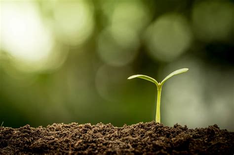 Young Plant Growing In Soil On Green Bokeh Background Jeffries