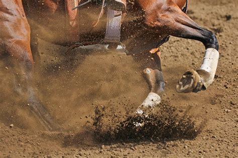 Sidelined 4 Common Injuries In Western Performance Horses The Horse