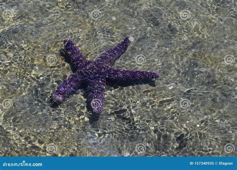 Pisaster Ochraceus Purple Sea Star Stock Image Image Of Fish Ocean