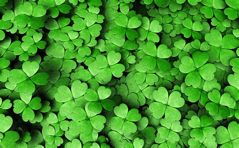 2561x1601px Free Download Hd Wallpaper Four Leaf Clover Green