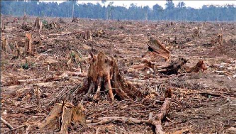 Unforgiving Consequences If Forests Disappear Daily Ft