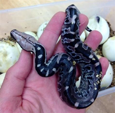 Baby Blood Python For Sale Exotic Reptiles