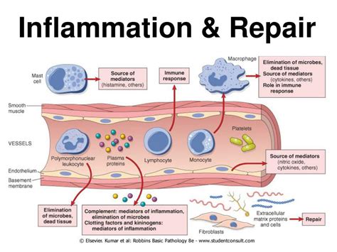 Ppt Inflammation And Repair Powerpoint Presentation Free